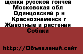 щенки русской гончей - Московская обл., Одинцовский р-н, Краснознаменск г. Животные и растения » Собаки   